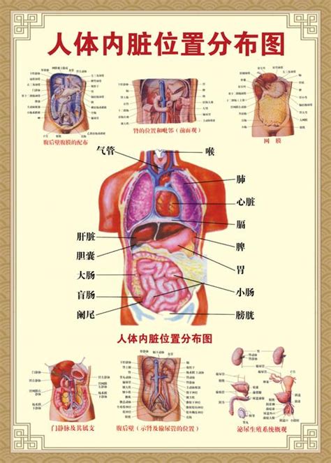 女性人体|【科普动画】女性身体构造图及各系统器官功能